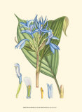 Periwinkle Blooms I