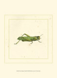 Green Hopper