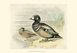Harlequin Duck