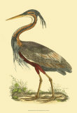 Purple Heron