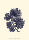 Indigo Kelp I