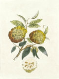 Crackled Indonesian Fruits I