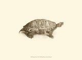 Sepia Turtle I