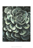 Lunar Succulent II