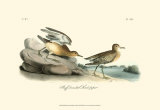 Buff-Breasted Sandpiper
