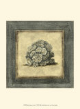 Exotic Coral V
