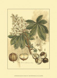 Antique Horse Chestnut Tree