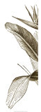Bird of Paradise Triptych I