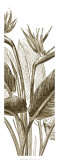 Bird of Paradise Triptych II