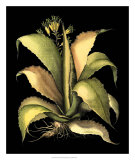 Dramatic Aloe II