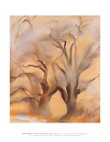 Winter Cottonwoods