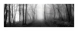 Woodland Walk