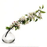 Branche de Pommier