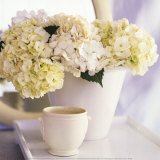 Hortensias Blancs