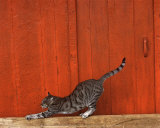 Chat