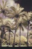 Hawaiian Vintage II
