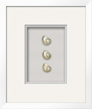 Pearlescent Turban Shell on Silver Mist (Beachcomber Collection)