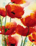 Roter Mohn