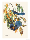 Scrub Jay