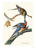 Passenger Pigeon