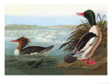 Common Merganser