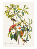 Bachman's Warbler