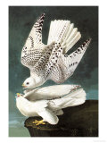 White Gyrfalcon