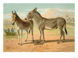 Abyssinian Male and Indian Onager Female