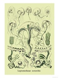 Jellyfish: Leptomedusae Octorchis