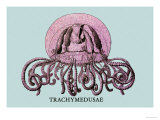 Jellyfish: Trachymedusae