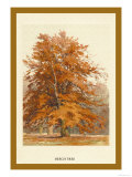 The Beech Tree
