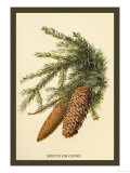 The Spruce Fir-Cones