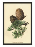 Cones of the Cedar
