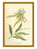 Catkins and Leaves of the Willow