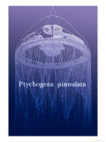 Jellyfish: Ptychogena Pinnulata