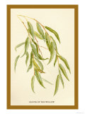 Leaves of the Willow