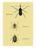 Beetles: Rhina Barbirostris  Curculio Cuvieru and C Vittatus