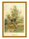 Willow Tree