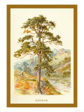 Scotch Fir