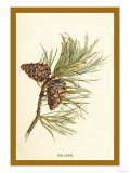 Fir Cone