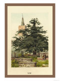 The Yew