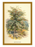 Mountain Ash