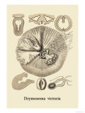 Jellyfish: Drymonema Victoria