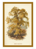 Sweet Chestnut