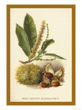 Sweet Chestnut  Blossom and Fruit