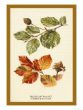 The Beech Leaves and Nut