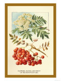 Flowers  Leaves  and Fruit of the Mountian Ash