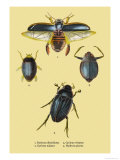 Beetles: Dytiscus Dimidiatus  Gyrinus Nalator