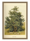 Box Tree