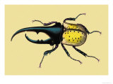 Horned Beetles Pictures